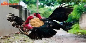 Đá gà trực tiếp thomo 67