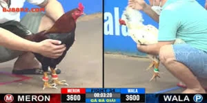 Trực tiếp đá gà thomo c3